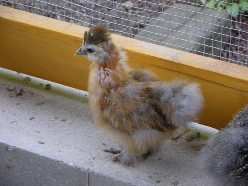 Usere Seidenhuhnzwerge.